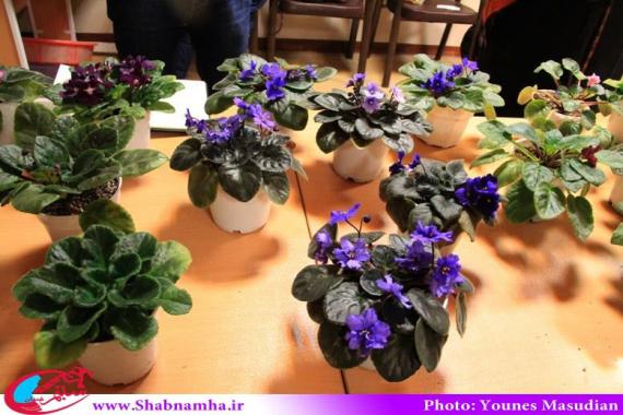  ابتکار زیبای بانوی همدانی به روایت تصویر 