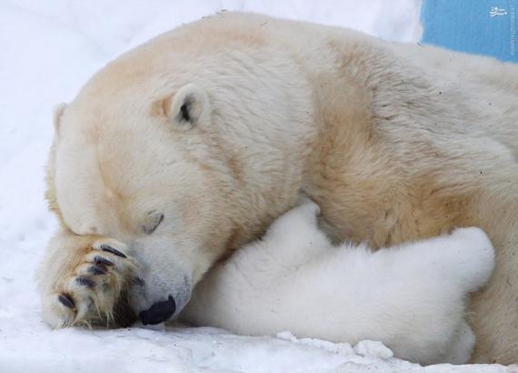 عکس/ مهر مادری خرس قطبی 