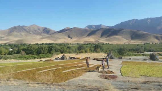 مانیزان , جشنواره شیره انگور, شبنم همدان , shabnamha.ir, شبنم ها, 