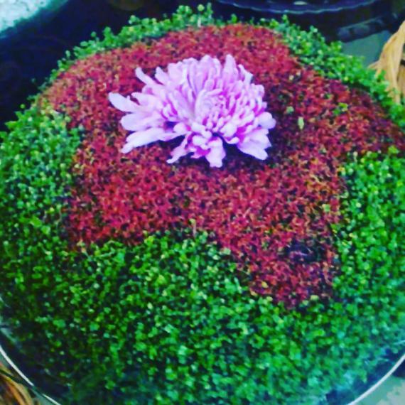 shabnamha.ir , shabnamha , afkl ih , شبنم همدان , شبنم ها , اقتصاد مقاومتی; 