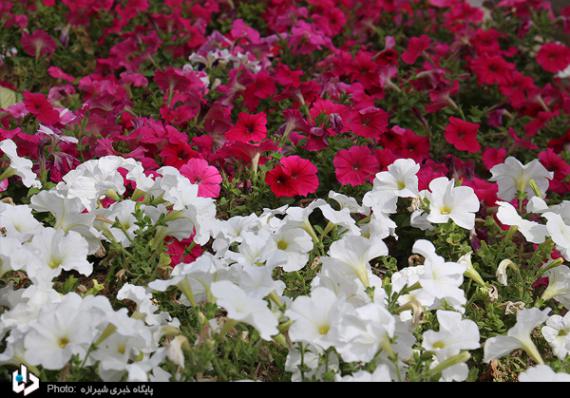 باغ ارم,شیراز,باغ گیاه شناسی,بهارنارنج,گل رز,گلهای رنگارنگ,اردیبهشت شیراز,shabnamha.ir,شبنم همدان,afkl ih,شبنم ها
