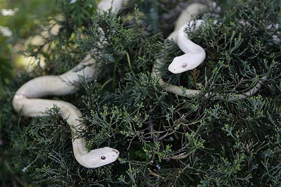 حیوانات کمیاب,رنگ استثنائی,حیوانات نادر,حیوانات استثنایی,shabnamha.ir,شبنم همدان,afkl ih,شبنم ها