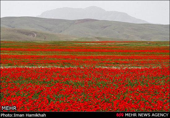 گردشگری,همدان,طبیعت گردی,دشت شقایق,shabnamha.ir,شبنم همدان,afkl ih,شبنم ها