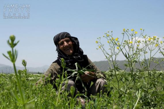 زنان سختکوش,کردستان,امرار معاش,مریوان,shabnamha.ir,شبنم همدان,afkl ih,شبنم ها