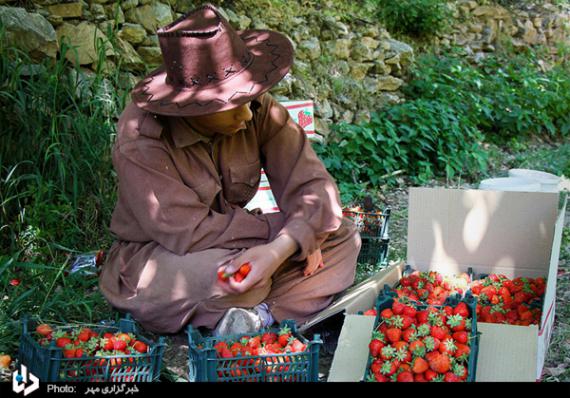 گزارش تصویری,توت فرنگی,برداشت توت فرنگی,کردستان,shabnamha.ir,شبنم همدان,afkl ih,شبنم ها