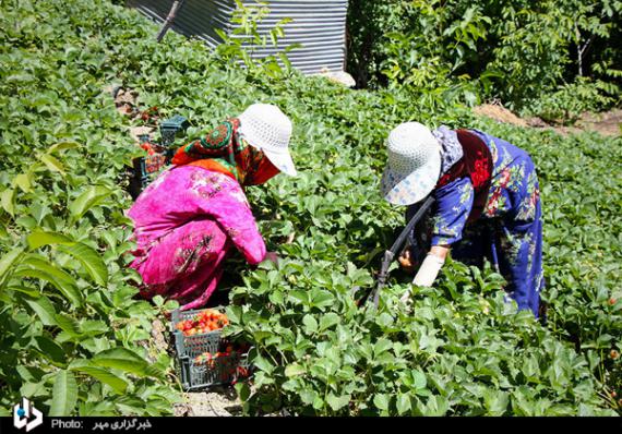 گزارش تصویری,توت فرنگی,برداشت توت فرنگی,کردستان,shabnamha.ir,شبنم همدان,afkl ih,شبنم ها