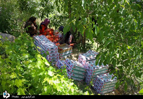 گزارش تصویری,توت فرنگی,برداشت توت فرنگی,کردستان,shabnamha.ir,شبنم همدان,afkl ih,شبنم ها