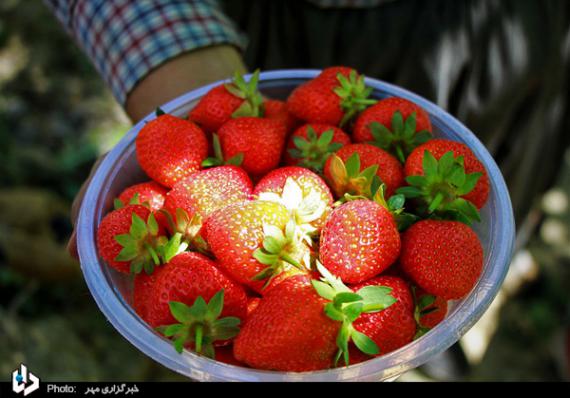 گزارش تصویری,توت فرنگی,برداشت توت فرنگی,کردستان,shabnamha.ir,شبنم همدان,afkl ih,شبنم ها