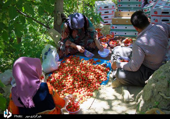 گزارش تصویری,توت فرنگی,برداشت توت فرنگی,کردستان,shabnamha.ir,شبنم همدان,afkl ih,شبنم ها