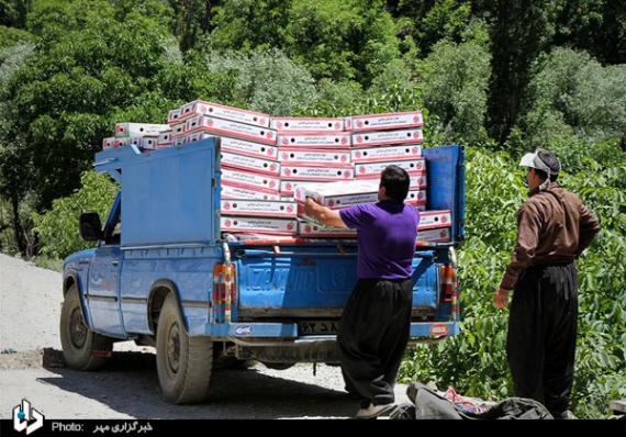 گزارش تصویری,توت فرنگی,برداشت توت فرنگی,کردستان,shabnamha.ir,شبنم همدان,afkl ih,شبنم ها