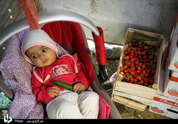 گزارش تصویری,توت فرنگی,برداشت توت فرنگی,کردستان,shabnamha.ir,شبنم همدان,afkl ih,شبنم ها