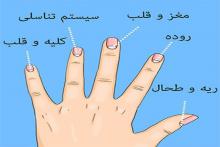 هلال سفید روی ناخن,ویتامین B12 ,ناخن,مشکلات کلیوی,اختلال گوارشی,shabnamha.ir,شبنم همدان,afkl ih,شبنم ها