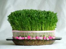 کاشت سبزه,سبزه عید,سبزه گندم,shabnamha.ir,شبنم همدان,afkl ih,شبنم ها; 
